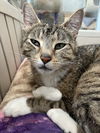 adoptable Cat in dublin, OH named Tulip