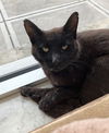 adoptable Cat in dublin, OH named Jolene