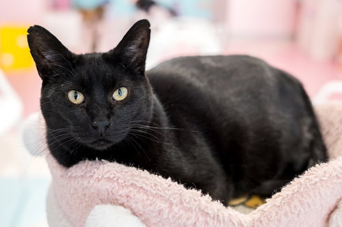 JOLENE - KBC - Domestic Short Hair available for adoption