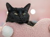 Jolene - KBC - Photo 2