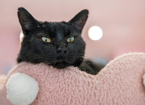 JOLENE - KBC - Domestic Short Hair available for adoption