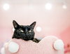 Jolene - KBC - Photo 3