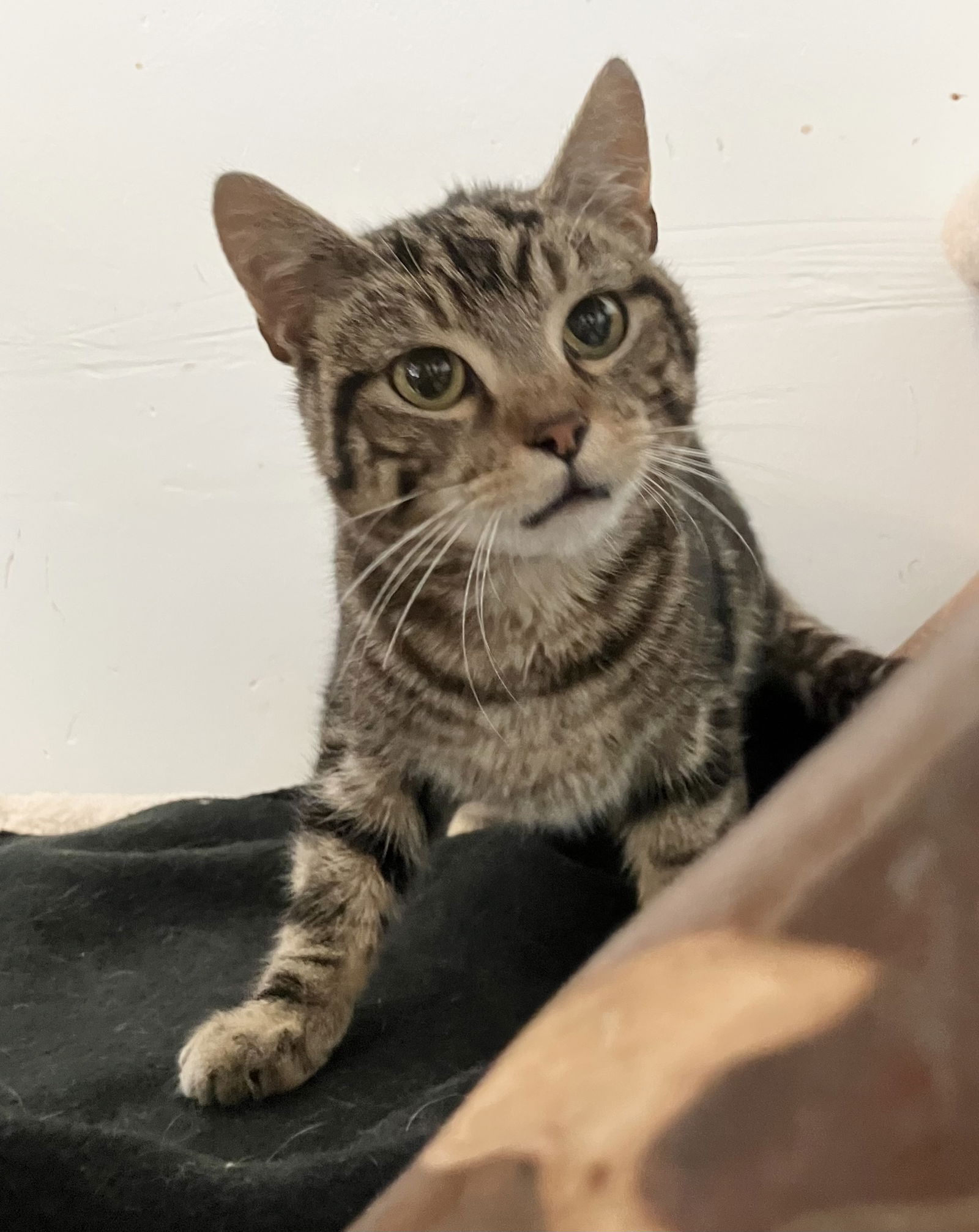 adoptable Cat in Dublin, OH named Paddy