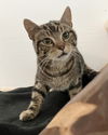 adoptable Cat in dublin, OH named Paddy