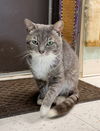 adoptable Cat in dublin, OH named Seymour