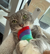 Seymour - Photo 4