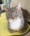 adoptable Cat in Dublin, OH named Seymour