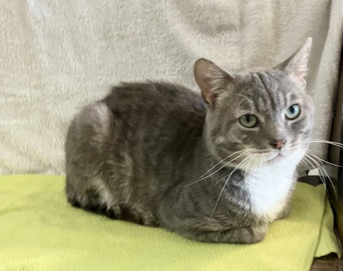 SEYMOUR - Tabby / Domestic Short Hair available for adoption