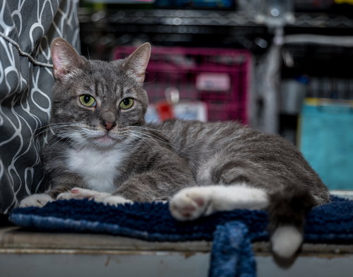 SEYMOUR - Tabby / Domestic Short Hair available for adoption