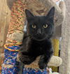 adoptable Cat in , OH named Sage