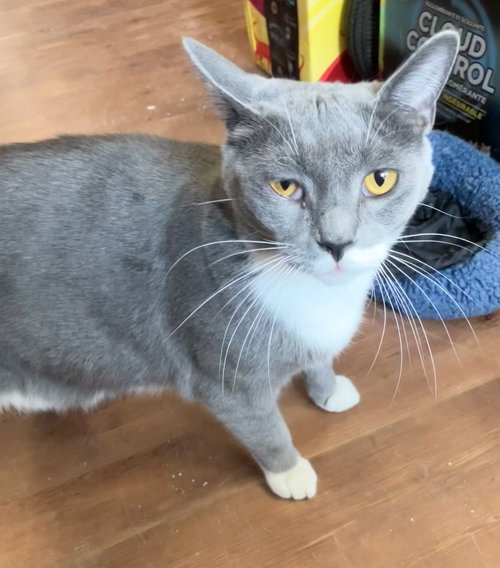 NUBBS - Domestic Short Hair available for adoption