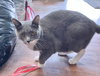 Nubbs - Photo 1