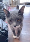 Nubbs - Photo 4