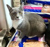 Nubbs - Photo 3