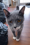 Nubbs - Photo 5