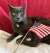 adoptable Cat in Columbus, OH named Sampson