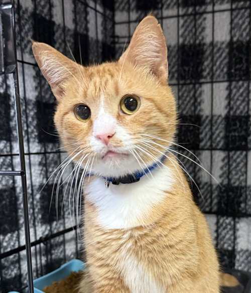 KENNY - KBC - Domestic Short Hair available for adoption