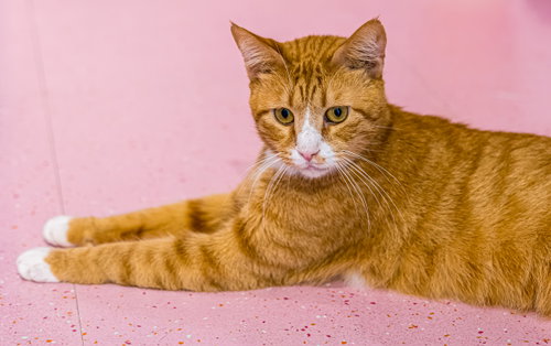 KENNY - KBC - Domestic Short Hair available for adoption