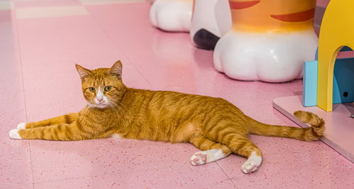 KENNY - KBC - Domestic Short Hair available for adoption
