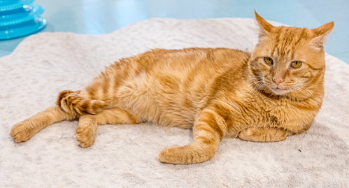 Photo 2 of Kenny (bonded to Dogwood)