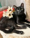 adoptable Cat in dublin, OH named Ozzy Osbourne