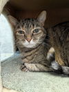 adoptable Cat in  named Jessica
