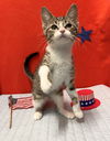 adoptable Cat in Dublin, OH named Irene