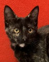 adoptable Cat in dublin, OH named Bella