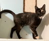 adoptable Cat in Columbus, OH named Ruby