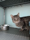 adoptable Cat in dublin, OH named Sandy