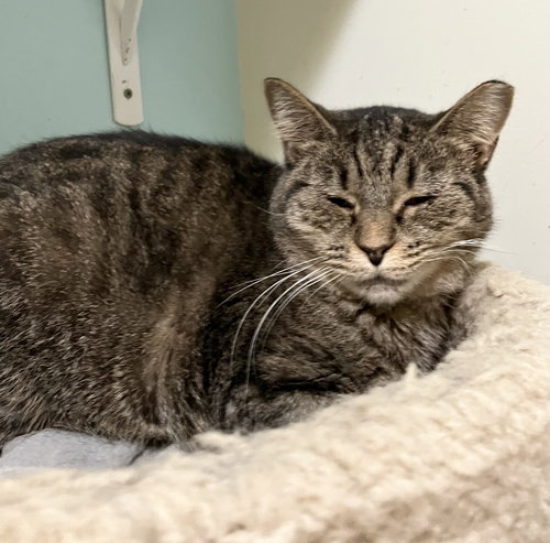 SANDY - Tabby / Domestic Short Hair available for adoption
