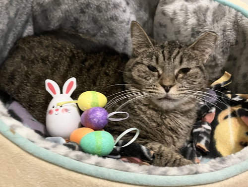 Sandy, Adult Tabby / Domestic Short Hair / Mixed (short coat), cat for adoption in Lancaster, Ohio