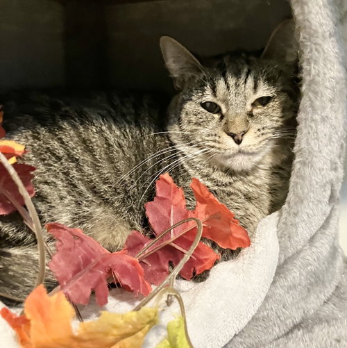 Sandy, a cat for adoption from Colony Cats (& dogs)