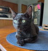 adoptable Cat in Dublin, OH named Dahlia