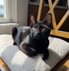 adoptable Cat in Dublin, OH named Delphinium