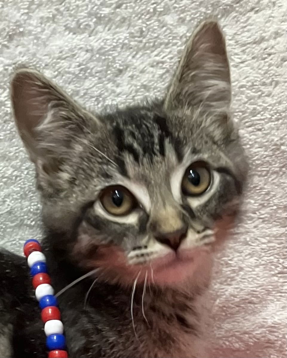 adoptable Cat in Columbus, OH named Dallas