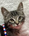 adoptable Cat in  named Dallas