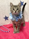 adoptable Cat in dublin, OH named Eddie