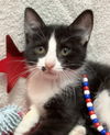 adoptable Cat in dublin, OH named Stone
