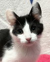 adoptable Cat in dublin, OH named Jeff