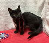 adoptable Cat in Columbus, OH named Austin