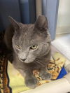 adoptable Cat in dublin, OH named Halcyon