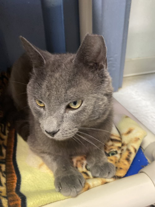 HALCYON - Domestic Short Hair available for adoption