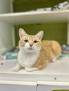 adoptable Cat in Columbus, OH named Turner
