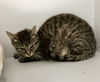 adoptable Cat in Dublin, OH named Cleome