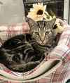 adoptable Cat in dublin, OH named Sorbet