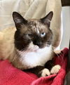 adoptable Cat in  named Fortune