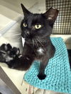 adoptable Cat in Columbus, OH named Petunia