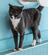 adoptable Cat in Columbus, OH named Hudson - KBC