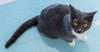 adoptable Cat in Columbus, OH named Juliana - KBC